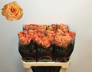 ROSE OLYMPUS KENIA 40